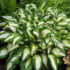 Vulcan Hosta Perennials Great Garden Plants