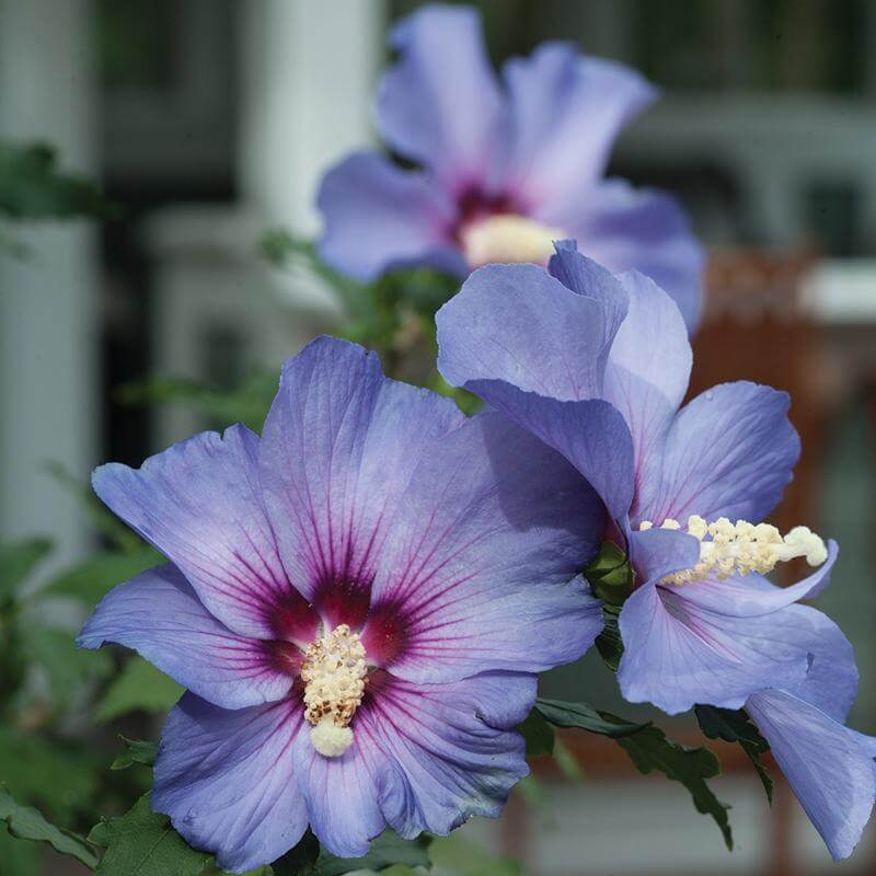 Are rose of sharon poisonous deals to dogs