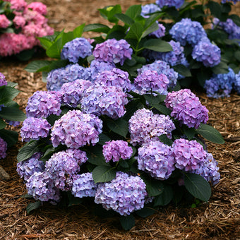 Tuff Stuff Ah-Ha® Mountain Hydrangea For Sale