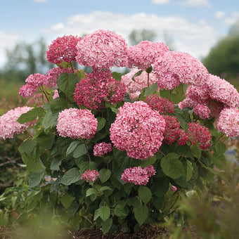 Weigela florida Sonic Bloom® Pure Pink Sonic Bloom® Pure Pink Weigela from  Prides Corner Farms