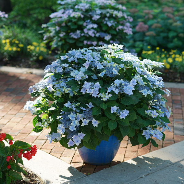 Image of Hydrangea Tuff Stuff Ah Ha in White