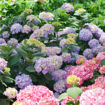 Tuff Stuff Ah-Ha® Mountain Hydrangea For Sale