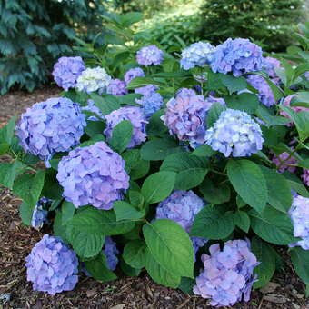 Hydrangea Tuff Stuff Ah-Ha® Mountain Hydrangea