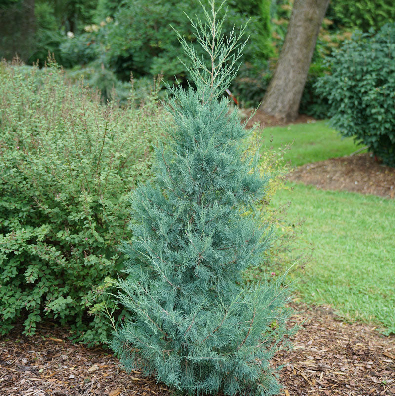 Aquavita™ juniper | Shrubs & Trees | Great Garden Plants