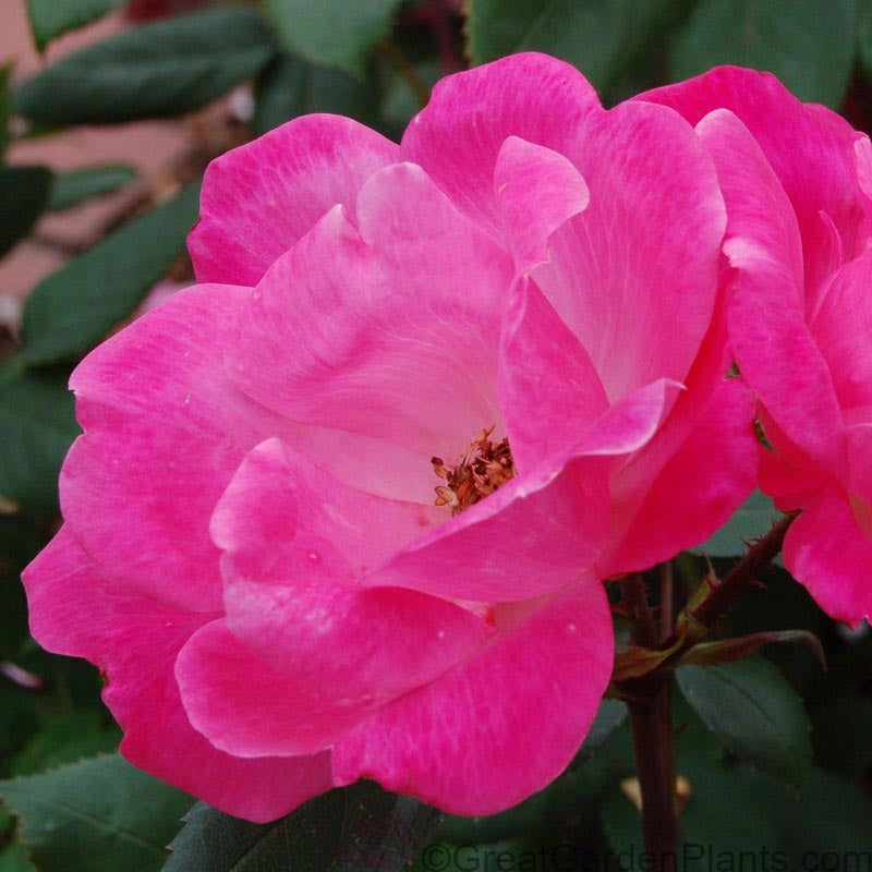 Pink Knock Out® Rose – Great Garden Plants