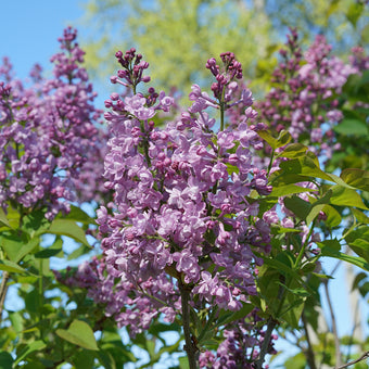 Sambucus nigra 'Black Lace' - Set of 4 - Pot 17cm - Height 25-40cm -  FloraStore