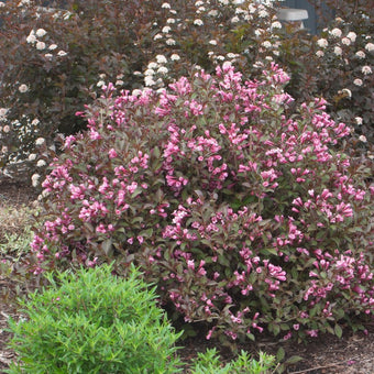 Pure Pink Sonic Bloom Weigela - 1 Gallon Container - Grimm's Gardens