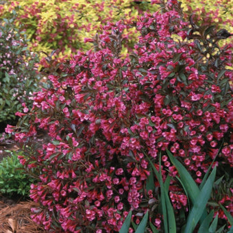 SONIC BLOOM® Pure Pink Weigela - Garden Crossings