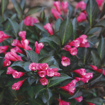 Pure Pink Sonic Bloom Weigela - 1 Gallon Container - Grimm's Gardens