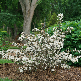 Sonic Bloom® Pure Pink Weigela, White Oak Gardens