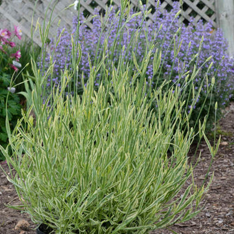 Hidcote Lavender (Lavandula angustifolia 'Hidcote') in Prince George,  British Columbia (BC) at Hunniford Gardens