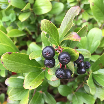 Berry Heavy® - Winterberry Holly - Ilex verticillata