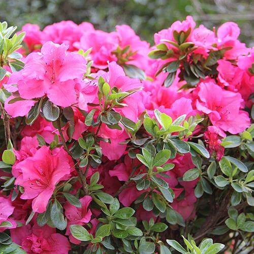 Bloom-A-Thon® Hot Pink Reblooming Azalea | Great Garden Plants