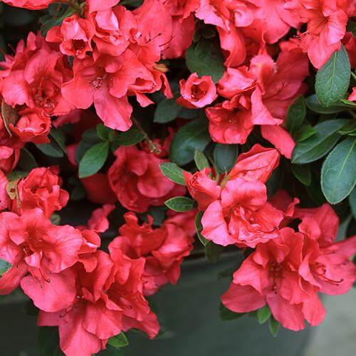 Bloom-A-Thon® Red Reblooming Azalea | Great Garden Plants
