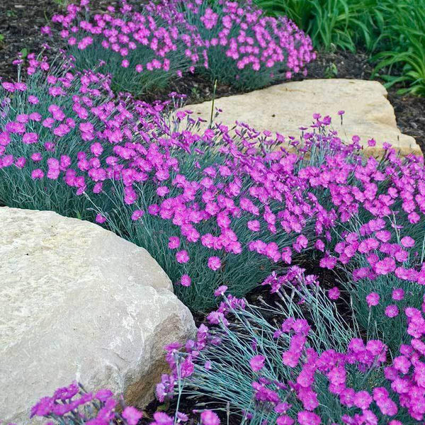 Image of Lavender and Dianthus Firewitch