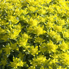 Cushion Spurge Perennials Great Garden Plants