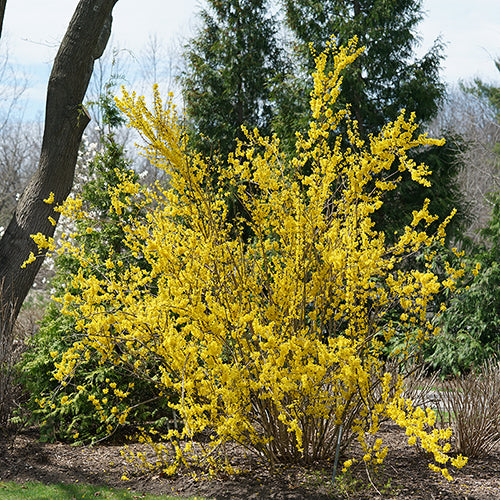 Show Off® Forsythia | Great Garden Plants