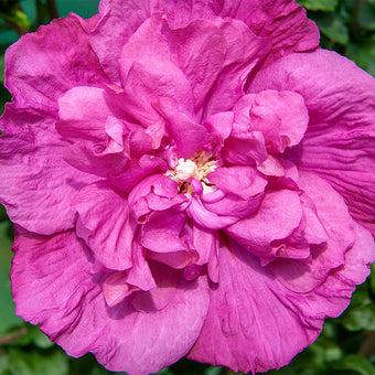 Paraplu Pink Ink® - Rose of Sharon - Hibiscus x