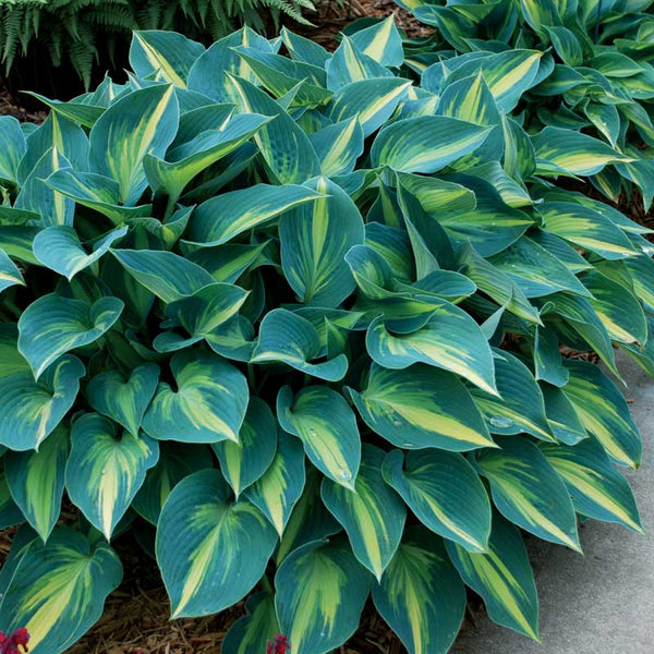 June Hosta Perennials Great Garden Plants