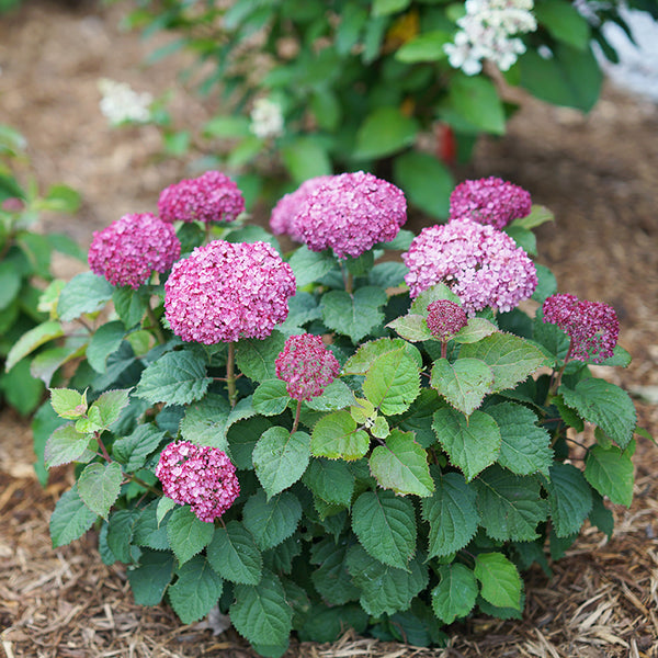 Image of Invincibelle Mini Mauvette hydrangea young shrub