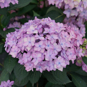 Tuff Stuff Ah-Ha Hydrangea  Spring Meadow - wholesale liners - Spring  Meadow Nursery