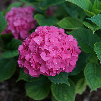 Tuff Stuff™ Red Hydrangea - 3 gallon container – Lots of Plants