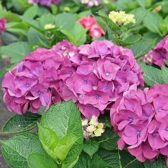 Tuff Stuff™ Red - Mountain Hydrangea - Hydrangea serrata