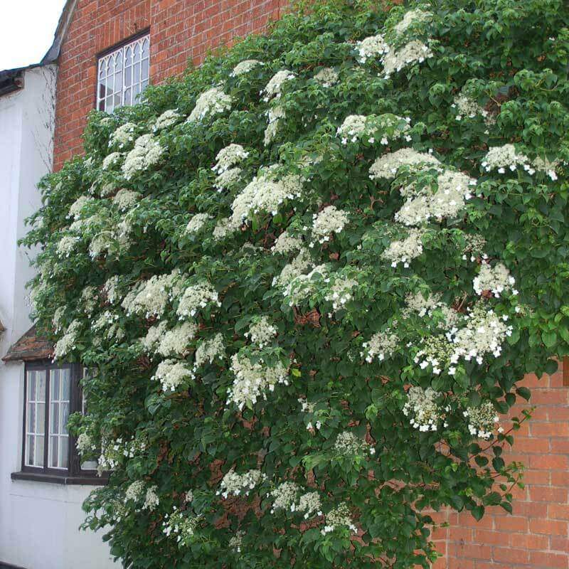 Climbing Hydrangea | Vines & Climbers | Great Garden Plants