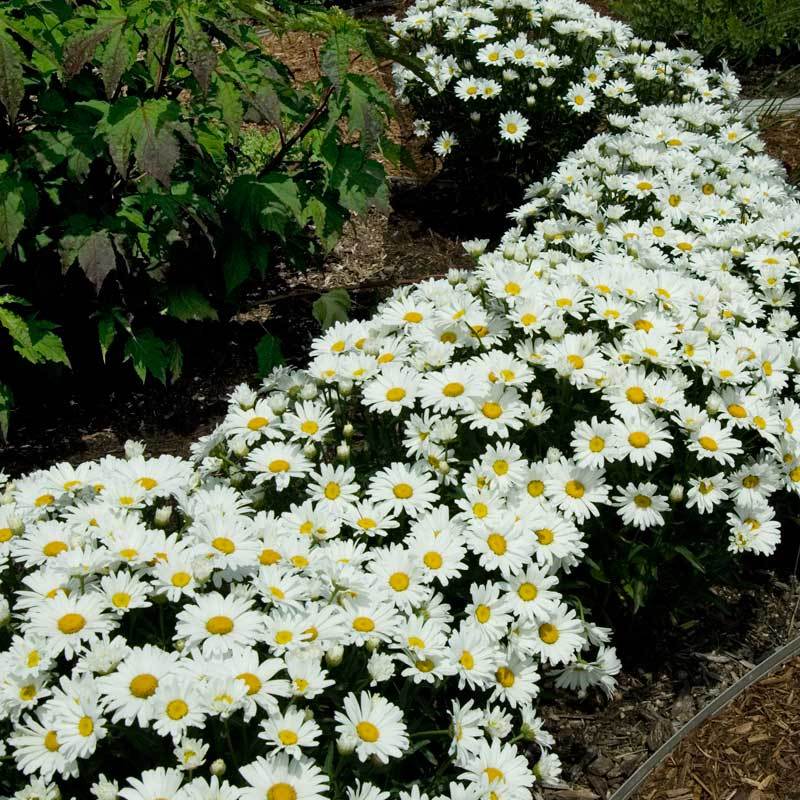 snowcap daisy