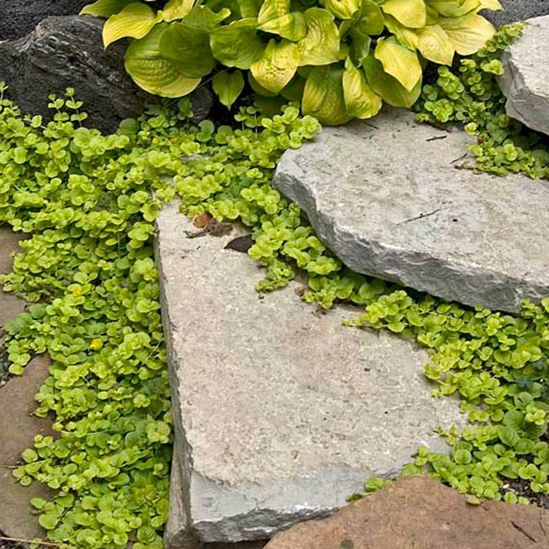 How To Grow Creeping Plants