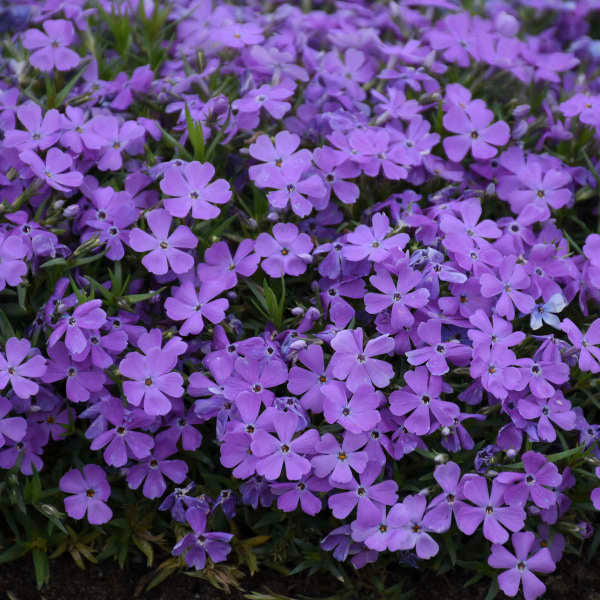 Mountainside™ 'Crater Lake' Phlox | Perennials | Great Garden Plants