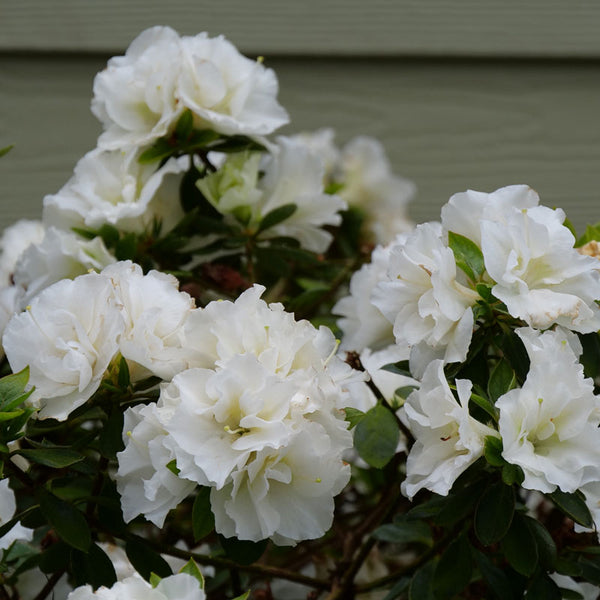 Perfecto Mundo® Double White Reblooming Azalea | Great Garden Plants