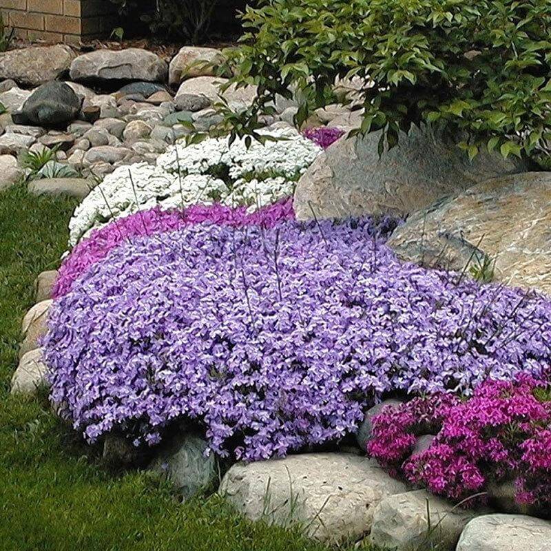 'Emerald Blue' Creeping Phlox | Perennials | Great Garden Plants