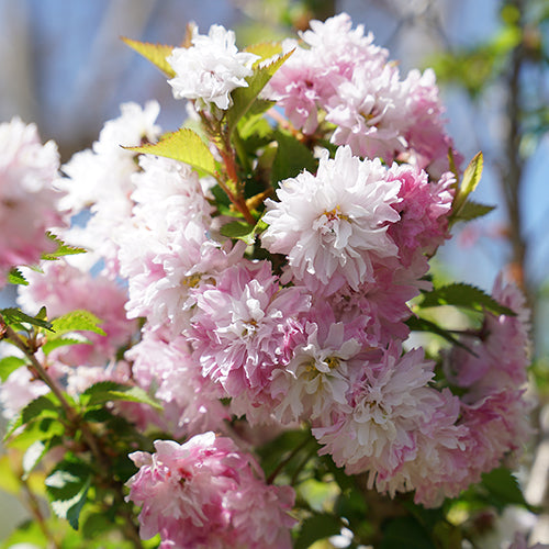 Zuzu® Flowering Cherry Shrub | Great Garden Plants