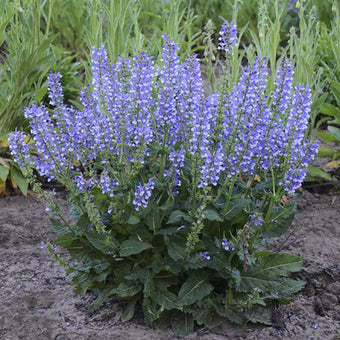 Buy cat mint Nepeta Cat's Pajamas: £7.99 Delivery by Crocus