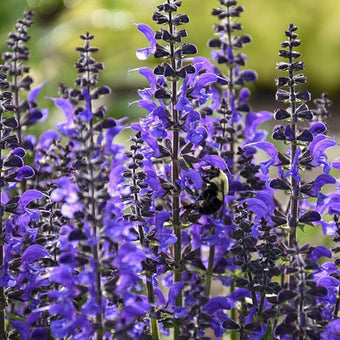 Buy cat mint Nepeta Cat's Pajamas: £7.99 Delivery by Crocus