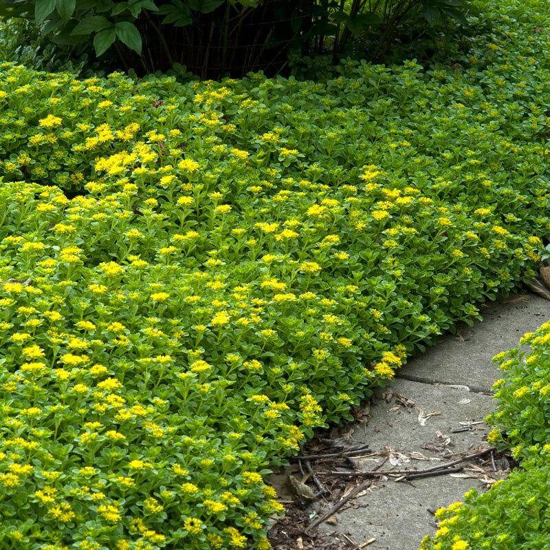 Japanese Stonecrop | Sedum ellacombianum | Great Garden Plants