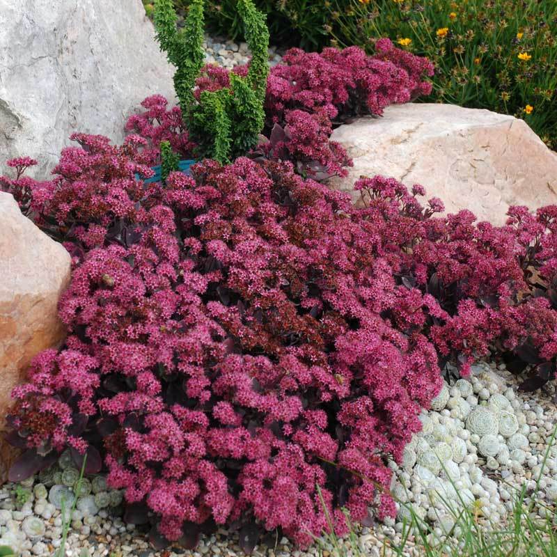 Sunsparkler® 'Plum Dazzled' Stonecrop | Great Garden Plants
