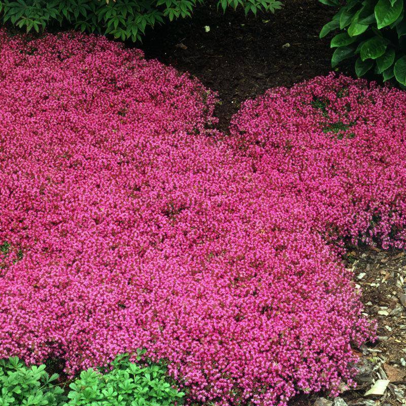 red creeping thyme for sale