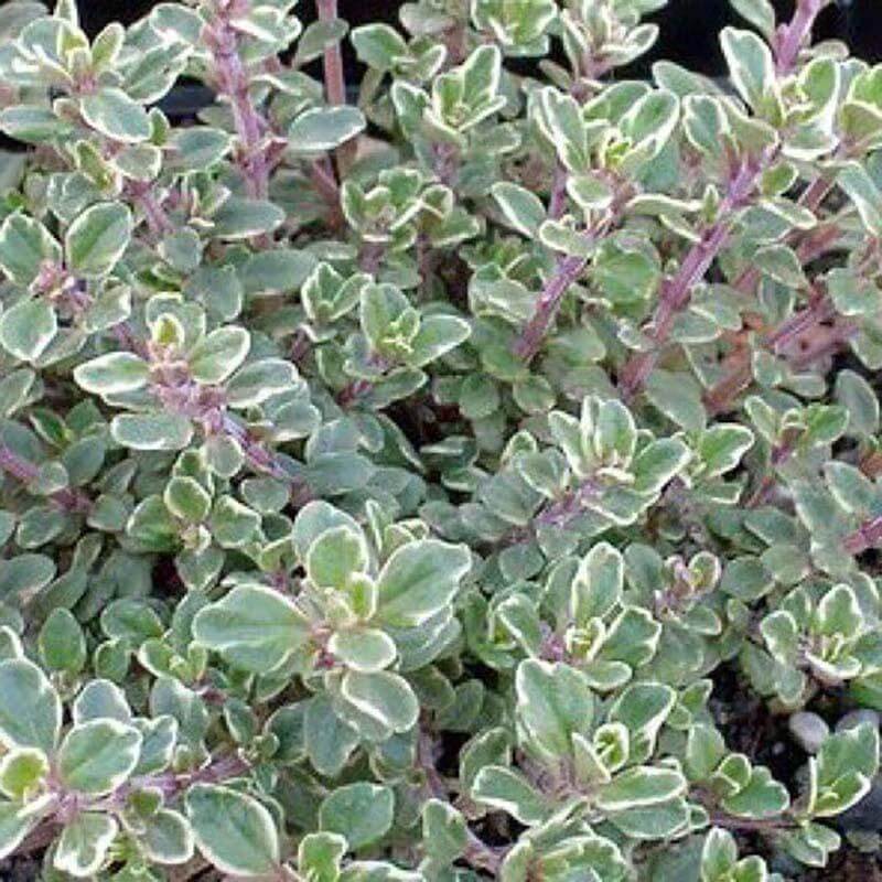 silver thyme ground cover