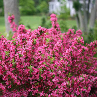 WINECRAFT GOLD® Cotinus - Garden Crossings