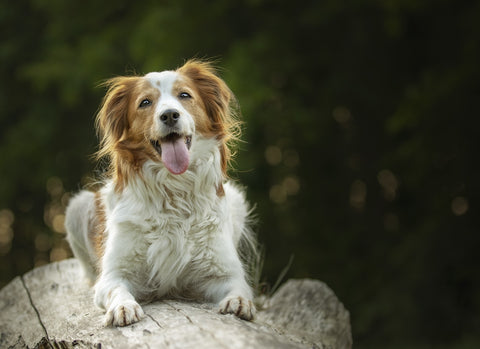 Was mögen Hunde besonders gern?