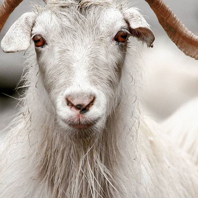Changthangi Goat of Ladakh With Finest Cashmere Wool