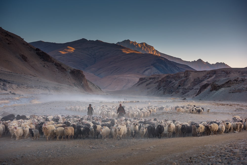 Changthangi Goats in Ladakh