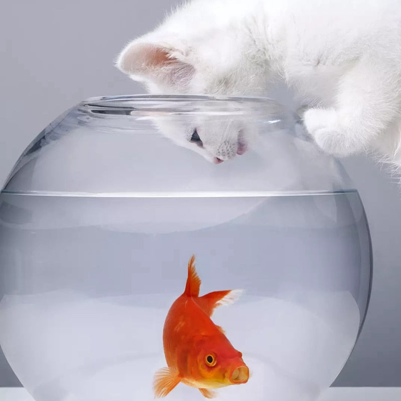 Faux Poisson Pour Chat Le Monde Du Chat