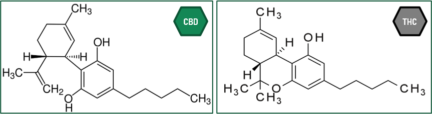  CBD et THC - Petit Coeur  