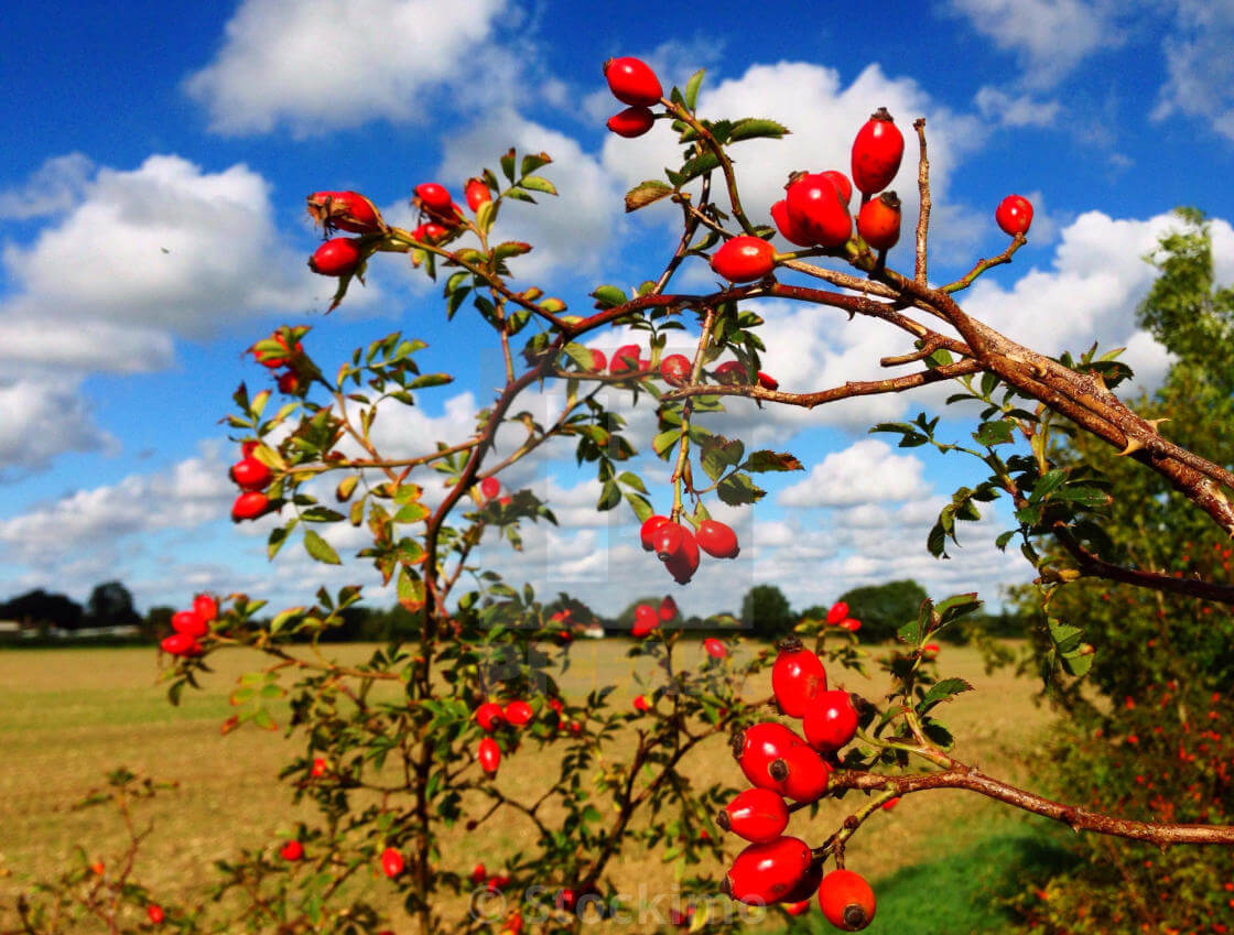 rosehip