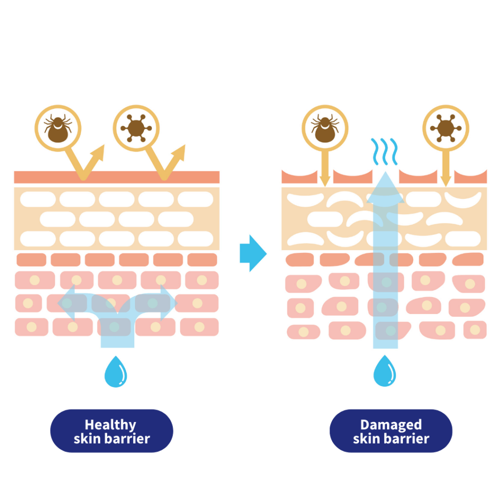 repair skin barrier