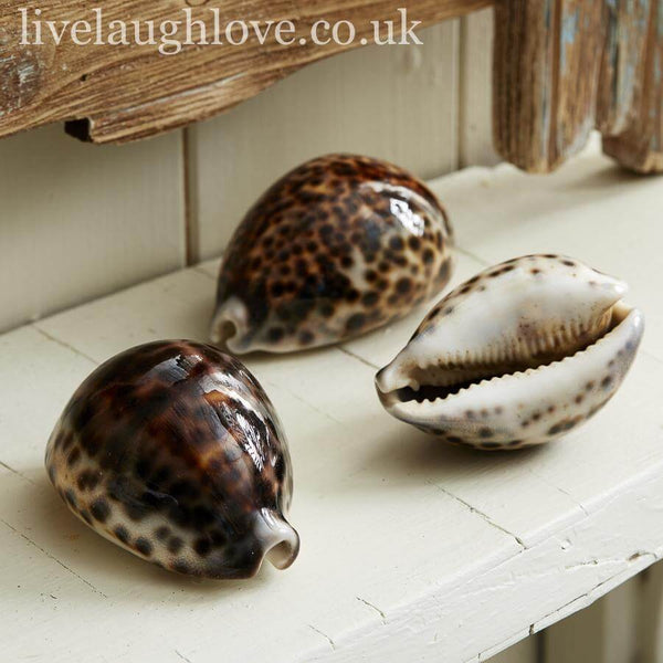 Tiger Cowrie Shells 5-8 cms – Dorset Gifts