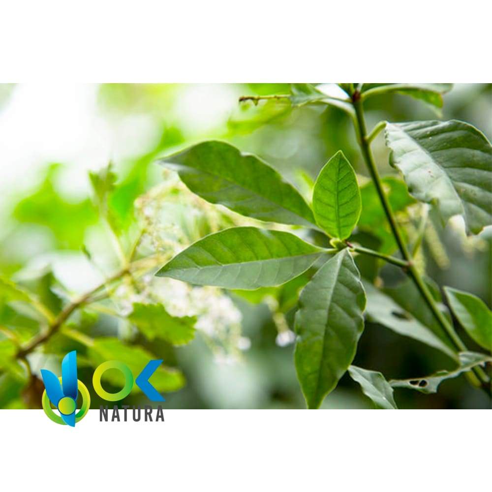 ▷ CHACRUNA FOR SALE ✅ POWDER (Psychotria viridis) Leave